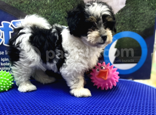Morkie Yavrularımız görsel